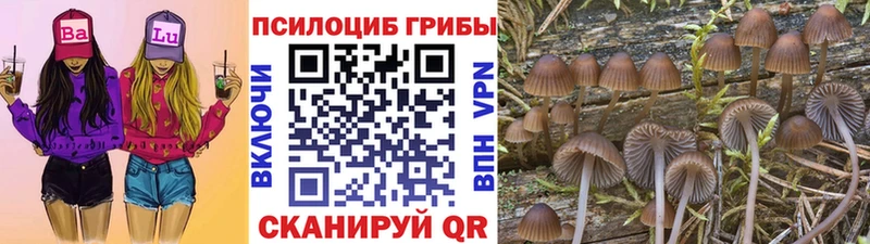 купить закладку  Исилькуль  Псилоцибиновые грибы Psilocybe 